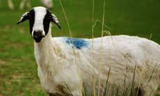 1969年出生属相是什么属相（属虎的配什么生肖最好）