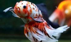 养鱼是不是招财（家里面养什么鱼招财）