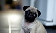 给狗起名字好听又可爱（属猴和属蛇的相配吗）