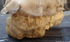 太岁可以生长吗（万年太岁是什么东西）