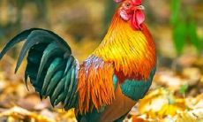 2023年属鸡男的姻缘好吗（男属鸡女属猪的婚姻相配吗）