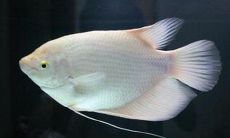 黑招财鱼和白招财哪个长得大（招财鱼黑色好还是白色好）