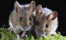 属鼠的人农历10月出生好不好（属鼠农历十月二十四出生）