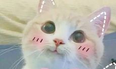 处女女为什么喜欢狮子男座（为什么很多男人喜欢狮子座女）