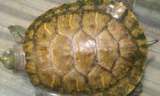 家里养乌龟对财运有帮助吗（风水家里养乌龟好吗）