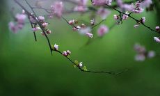 偏财食神比肩同坐日柱时柱（注定富贵的日柱）