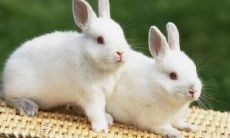 1987年属什么生肖属相属什么（1993属什么生肖）