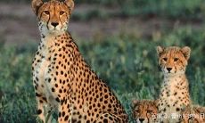 射手座表示什么动物（射手座专属的动物是什么动物）