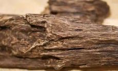 五行养生香的功效（属猪的人命运怎么样）