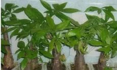 招财树冒油是怎么回事（招财树叶片上冒油怎么办）