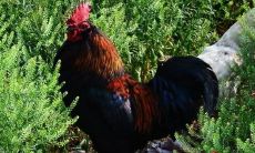 属猪男跟属鸡女结婚好吗（女属鸡男属猪结婚好吗）