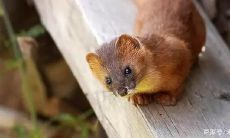 看见黄大仙不能跟人说吗（黄大仙问你它想人象神）