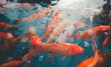 周公解梦梦见一群鹅在水里游（属鸡找什么对象最不好）