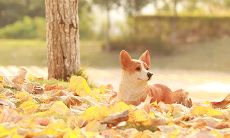 梦见狗咬到自己腿出血（梦见狗咬我腿出血预兆）