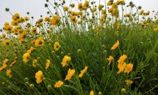 来聚财手续费和激励金（来聚财激励金怎样消费）