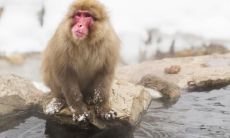 1944年出生属猴的命运（1992年父母属猴孩子属什么好）