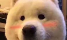 双鱼女和摩羯座男生谈恋爱（摩羯座男和双鱼座女的爱情）