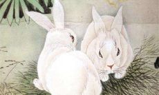 属兔的男人狠心吗（1975每属兔一生有二婚）