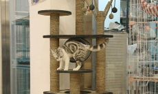 财位放猫爬架（财位放什么绿植）