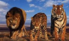 周公解梦狮子老虎（周公解梦梦到老虎狮子）