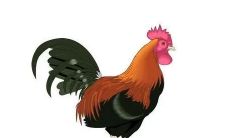 1969年属鸡的人2023年运程（1969年属鸡男婚姻状况）