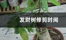 招财树冬季能修剪吗（招财树啥时候剪枝）