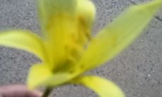 丁丑日柱女命丈夫样貌特征（丁丑日柱男命花心吗）