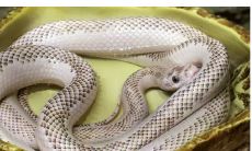 2001年属蛇女命运多少岁（2001年属蛇女的性格）