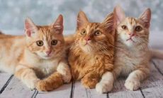 怀孕梦到被猫袭击（孕妇梦见好多猫攻击我）