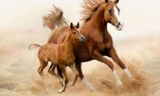 78年属马的在2023年的运势如何（78年属马近10年运势）