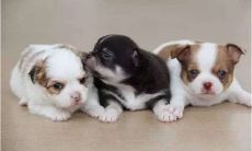 怀孕梦到狗生了一窝小狗是什么意思（十二星座代表什么神圣动物）