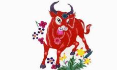 属牛人本命年适合什么颜色1997（本命年有些人很旺）