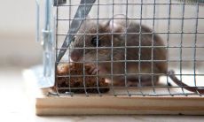 1984属鼠本月运势如何（1984年属鼠女2023年运势详解）