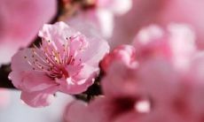 属龙的人桃花劫是什么时候（属龙桃花劫要出现的征兆）