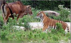 97年跟什么属相配（1997年属相配对）